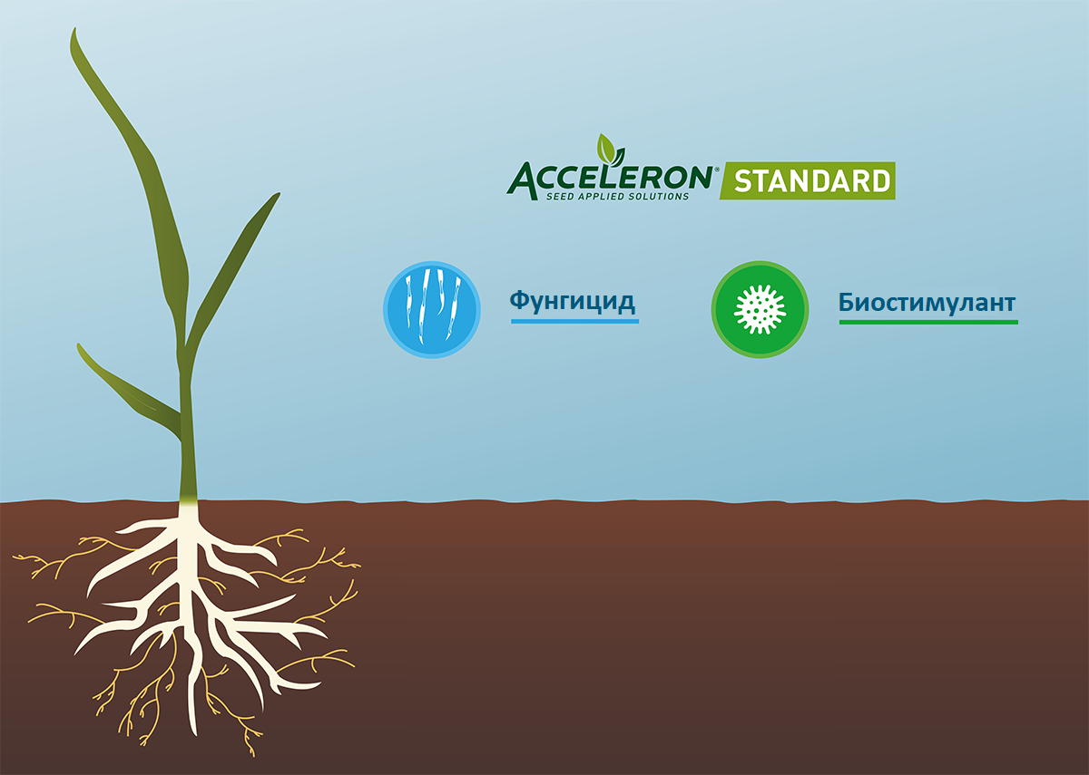 Acceleron Standard | DEKALB